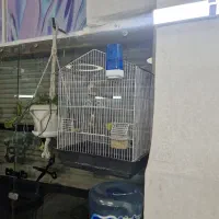 قناری گلستر قرص بخون