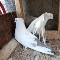 کبوتر دم بادمجانی|پرنده|میانه, |دیوار