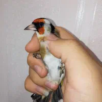 سهره نر چونه سفید باز|پرنده|تهران, مسعودیه|دیوار