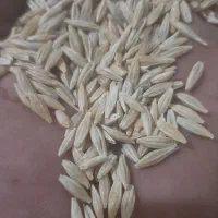 جوو دیم|لوازم جانبی حیوانات|سنقر, |دیوار