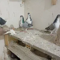 کبوتر|پرنده|خمینی‌شهر, |دیوار