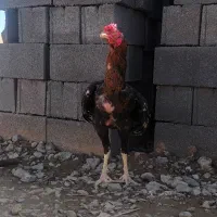 خروس لاری دانگ بالا