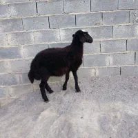 یک عدد بره ماده