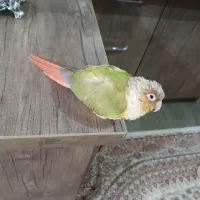 قیمت ۳میلیون باقفس|پرنده|شهریار, شهریار|دیوار