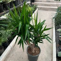 گل یوکا|گل و گیاه طبیعی|رشت, بیجارپس|دیوار