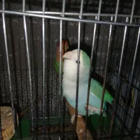 طوطی برزیلی مولد|پرنده|کرج, فاز ۳ گوهردشت|دیوار