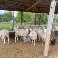 گوسفند میش رومن لاروف لاکن
