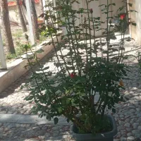 گلدان گل رز هلندی بسیار بزرگ