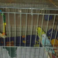 فروش مرغ عشق