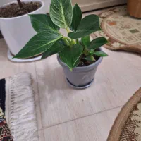 گل فیلودندرون برکین همره با گلدان ویژه|گل و گیاه طبیعی|شاهین‌شهر, نسیم ۵|دیوار