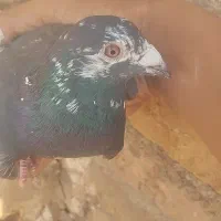 نر کفتر نسل سینه سفید بزن بهادر|پرنده|نیمبلوک, |دیوار