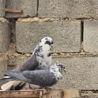 کبوتر پرشی|پرنده|هشتگرد, شهرک ولیعصر (مصلی)|دیوار