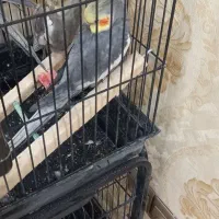 عروس هلندی سینامون