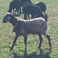 فروش بز و بزغاله|حیوانات مزرعه|بوکان, |دیوار