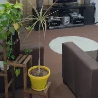 نیازمند نیرو خانم برای نظافت منزل