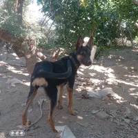 سگ ژرمن|سگ|جیرفت, |دیوار