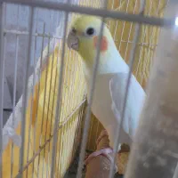 عروس هلندی سخنگو