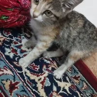 این گربه خانگی دست آموز۲ ماهه  قیمت توافقی