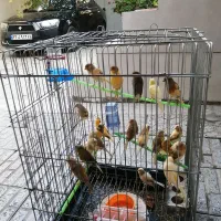 فروش قناری نر و ماده
