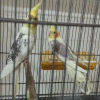 عروس هلندی|پرنده|علیآباد کتول, |دیوار