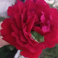 شبکاری پاره وقت یانگهبانی