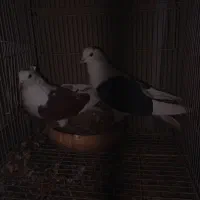 نرو ماده پشت پشت سرخ کاکلی پشت سیاه|پرنده|مشهد, ادیب نیشابوری (شهرک غرب)|دیوار