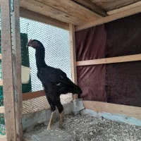 جوجه خروس و مرغ لاری