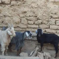 فروش سه عدد بز|حیوانات مزرعه|سمنان, |دیوار