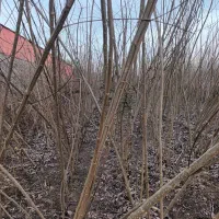 فروش  نهال صنوبر  اصلاح شده گیلان آستانه اشرفیه