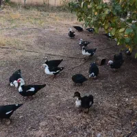 اردک اسرائیلی جوان