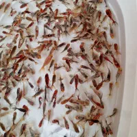 ماهی قرمز|ماهی|زاهدان, |دیوار