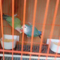 یک جفت طوطی برزیلی بازیگوش