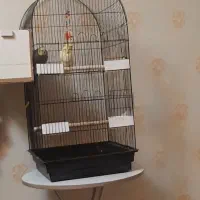 عروس هلندی  جفت نر و ماده با تمام وسایل وقفس|پرنده|شهریار, شهریار|دیوار