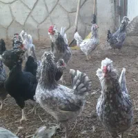 تخم نطفه دار مرغ و خروس گلین فول طوسی|حیوانات مزرعه|اصفهان, قائمیه|دیوار