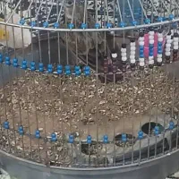 قناری|پرنده|مسجد سلیمان, |دیوار