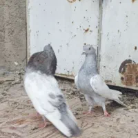فروش کفتر