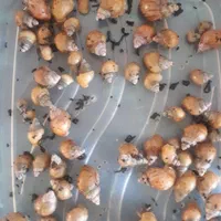 فروش  تعدادی حلزون بالغ وتخم گذار|خزنده|خمینی‌شهر, |دیوار