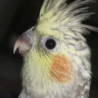 عروس هلندی|پرنده|مشهد, کوشش|دیوار