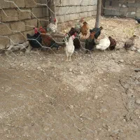 فروش ده عدد خروس