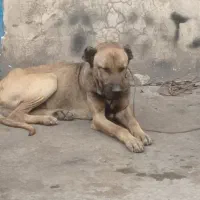 سگ سرابی توله