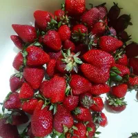 ترشیه توت فرنگی