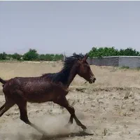 معاوضه کره اسب با گوسفند و موتور