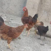خروس رسمی