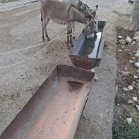 الاغ ماده. با کره