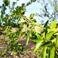 باغ ویلا تفریح/سرمایه گذاری