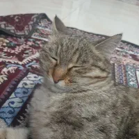 واگذاری گربه