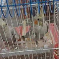 جوجه عروس هلندی