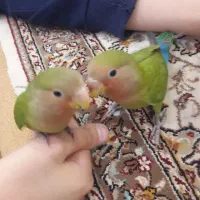 طوطی کوتوله گم شده