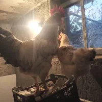 مرغ وخروس|حیوانات مزرعه|کنگاور, |دیوار