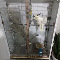 قفس تزئینی|لوازم جانبی حیوانات|بوشهر, |دیوار
